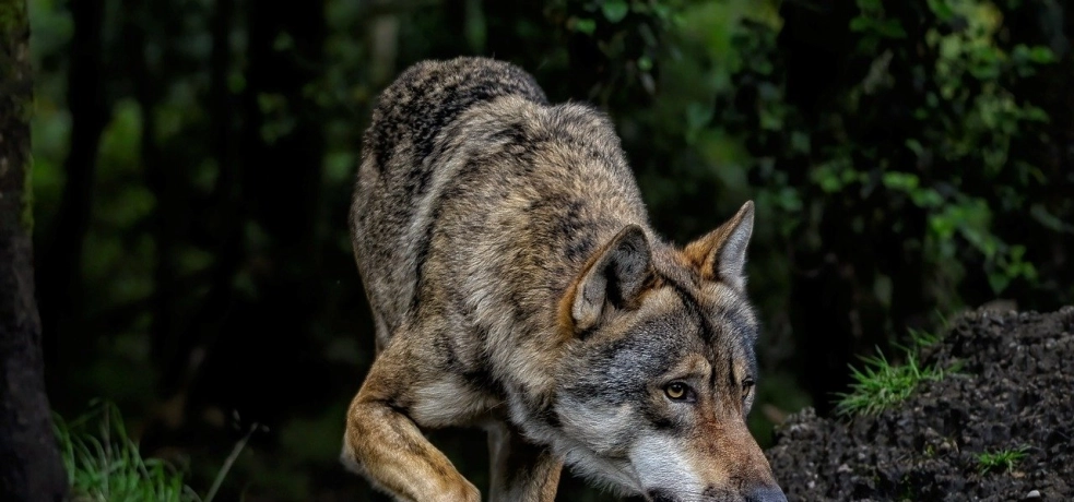 Koło miejscowości Węgierskie wilki zjadły dwa psy