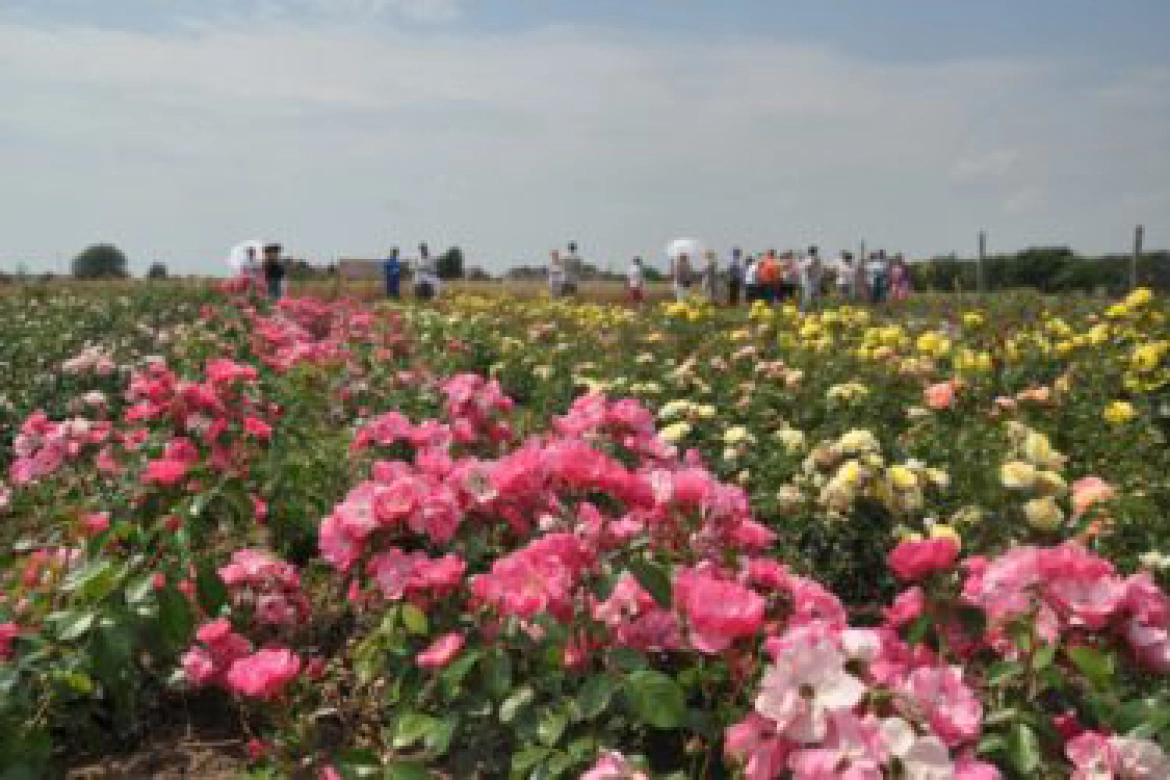 Plantacja róż w miejscowości Radliniec