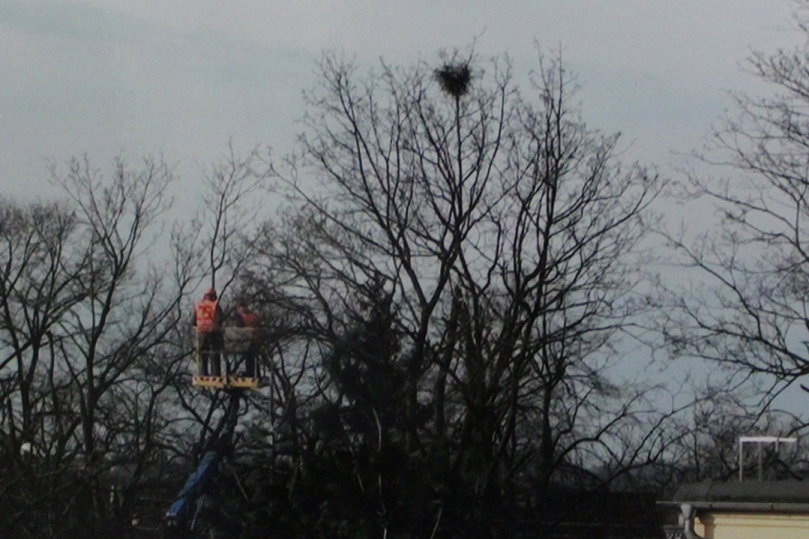Marcowa przycinka drzew na ul. Hallera pozbawiła ptaki gniazd