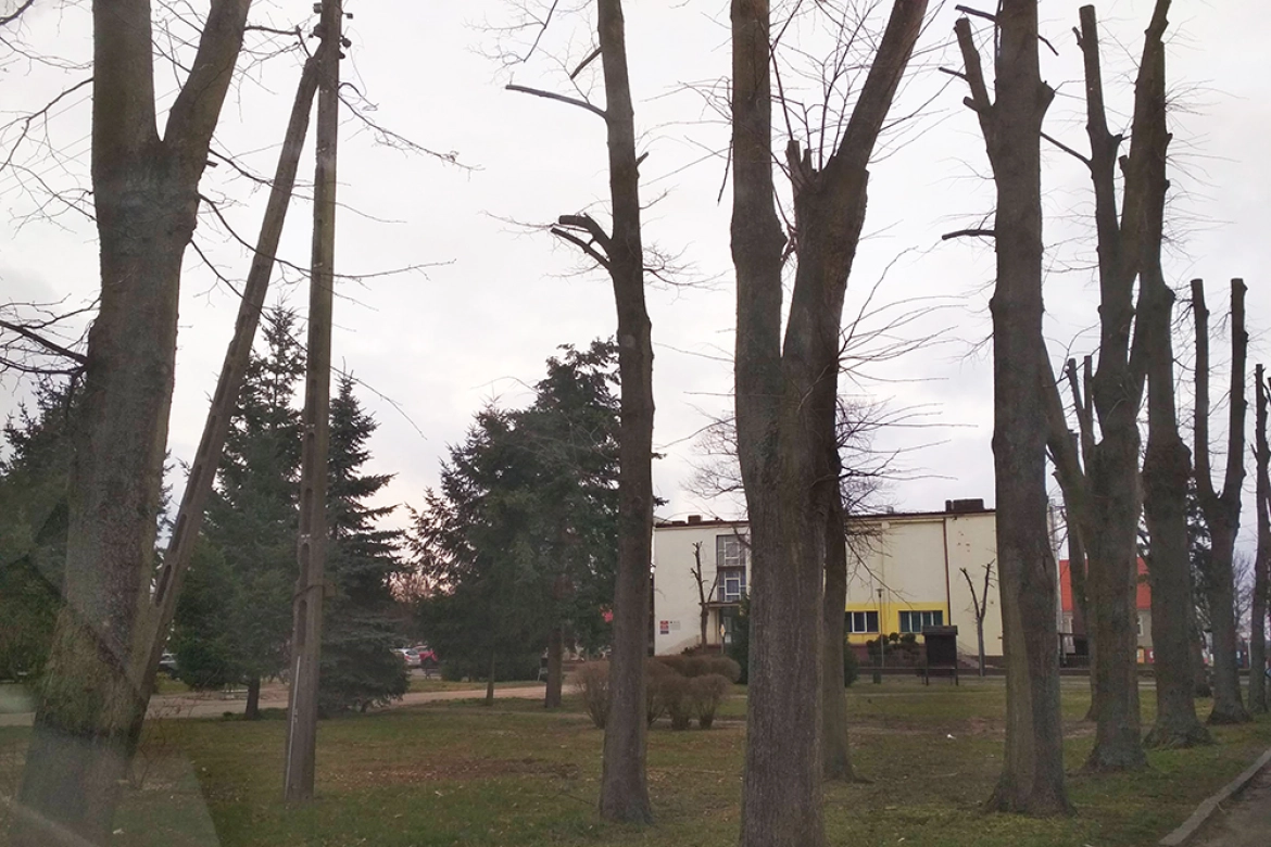 Drzewa w nowomiejskiej gminie zostały poddane zabiegom pielęgnacyjnym