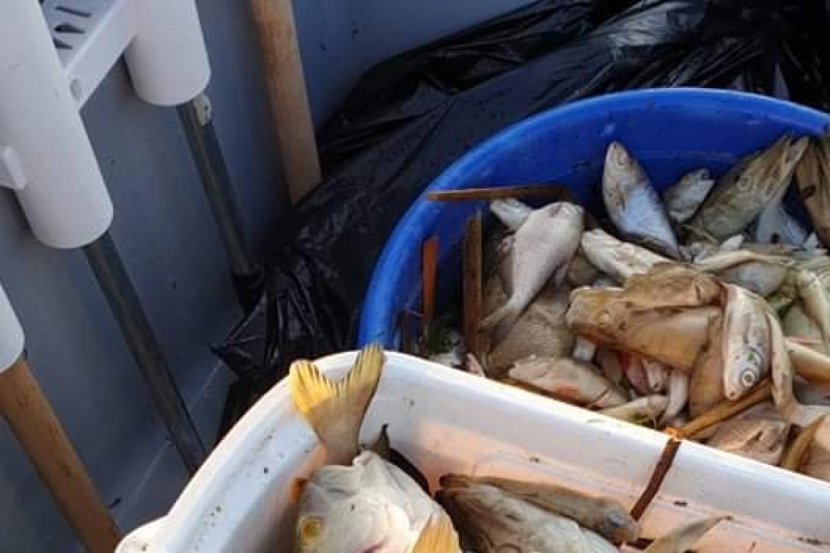 Wędkarze z jeziora wyłowili w sumie około 500 kg martwych ryb